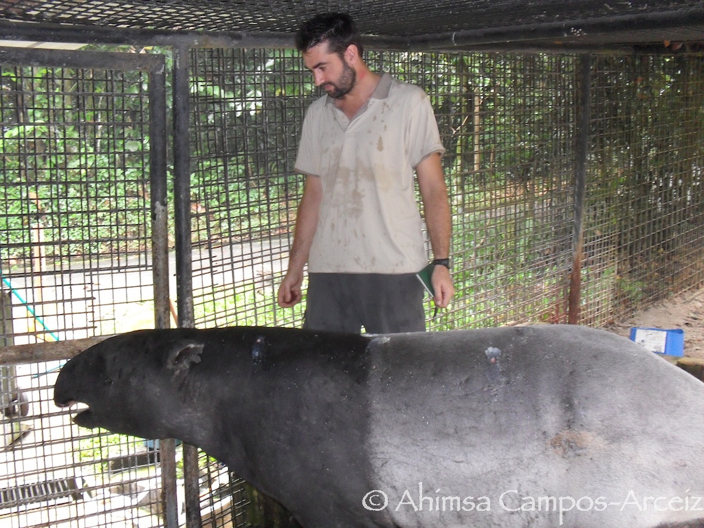 Tapir feeding experiment
